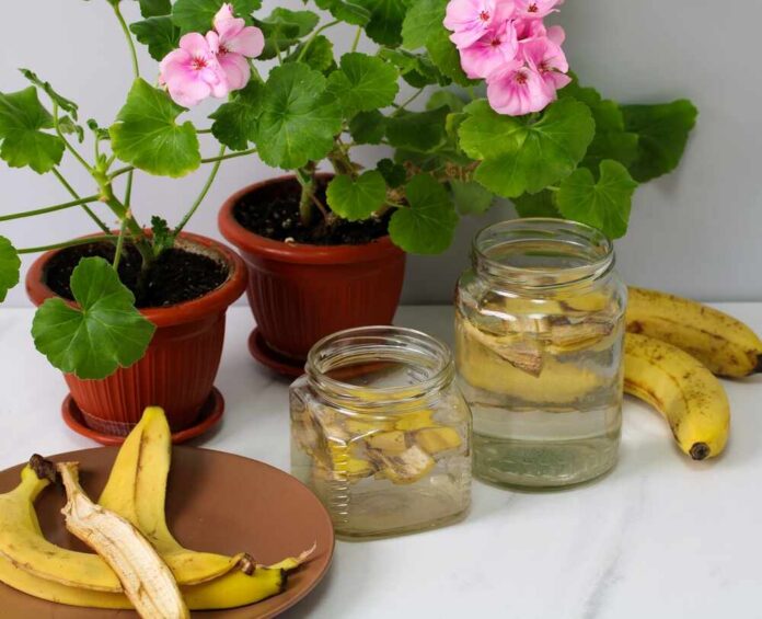 Gardener,Preparing,Banana,Peel,Fertilizer,For,Houseplants,,Organic,Gardening