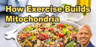 Train Your Cells: How Exercise Builds Mitochondria with