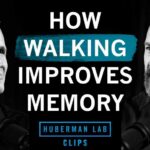 How Walking Improves Memory | Dr. Alan Castel & Dr. Andrew Huberman