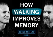 How Walking Improves Memory and Cognitive Function How Walking Improves Memory | Dr. Alan Castel & Dr. Andrew Huberman