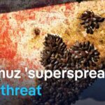 Scientists warn stranded ships could export invasive species worldwide | DW News
