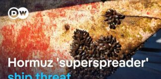 Scientists warn stranded ships could export invasive species worldwide | DW News