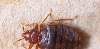 Bed bug close-up on fabric surface