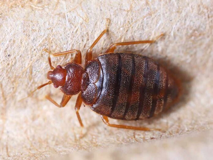 Bed bug close-up on fabric surface